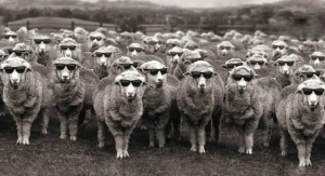 Κουτόχορτο... για όλα τα γούστα